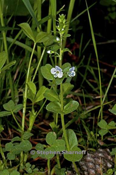 veronica serpylifolia ssp humifusa 5 graphic